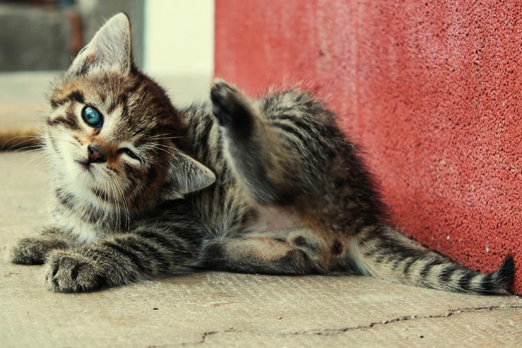 Cats Winking Meaning