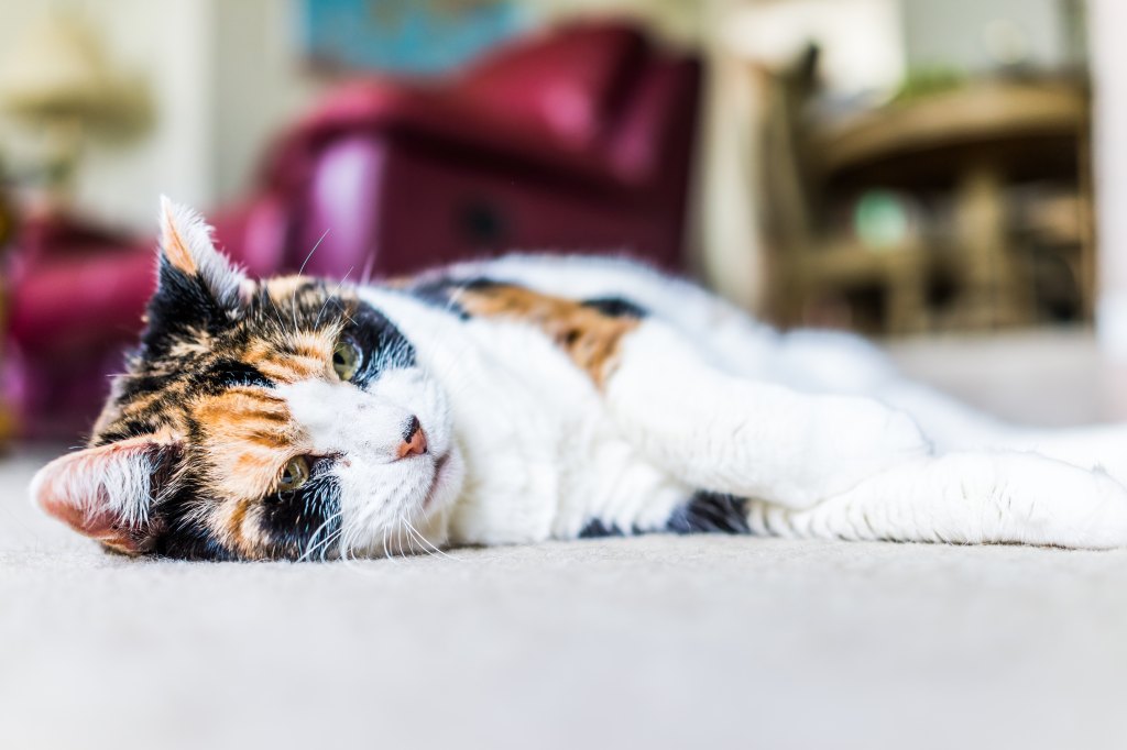 Orange and white cap napping on the couch.
