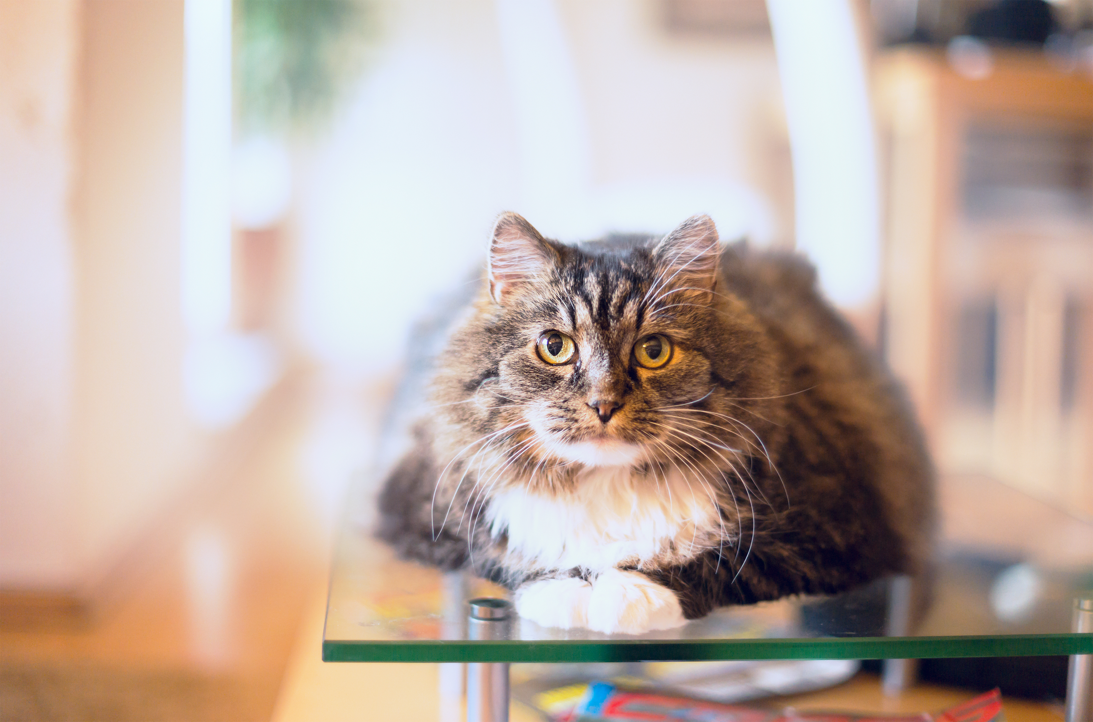 Cat sitting on glass table.
