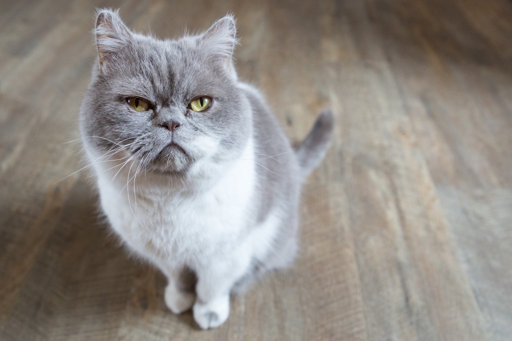 Gray and white fluffy cat staring up.