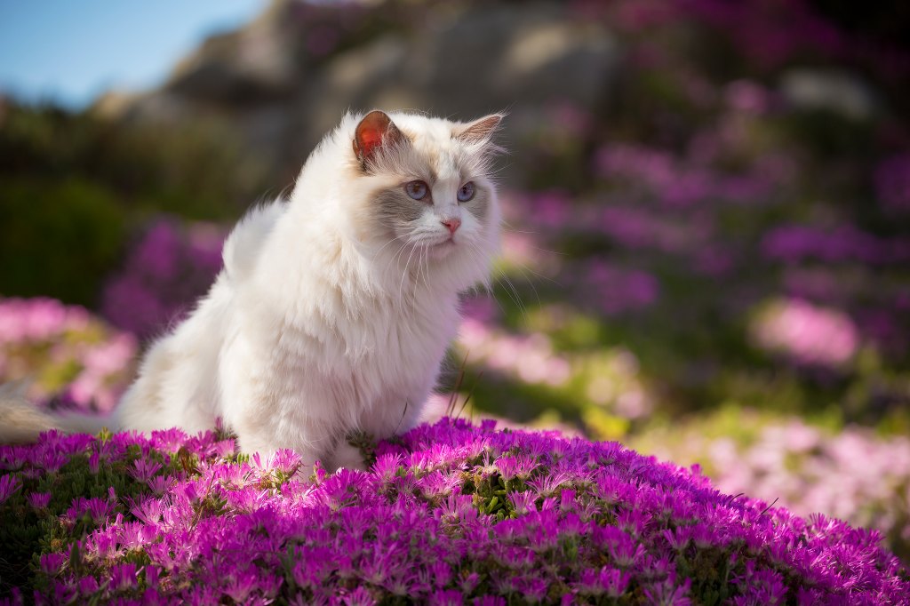 Majestic ragdoll cat standing in a field of flowers.