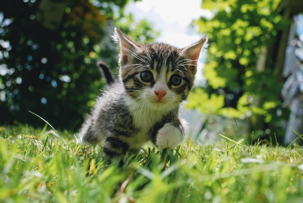 Kitten exploring outside and walking through grass.