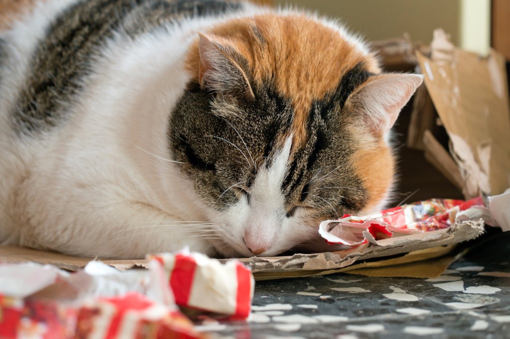 How Ro Wrap A Cat For Christmas V2