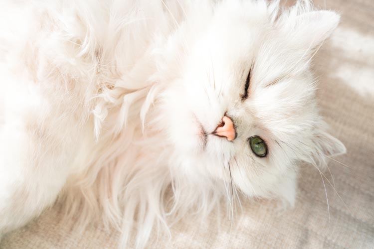 Meaning Of Cat Winks
