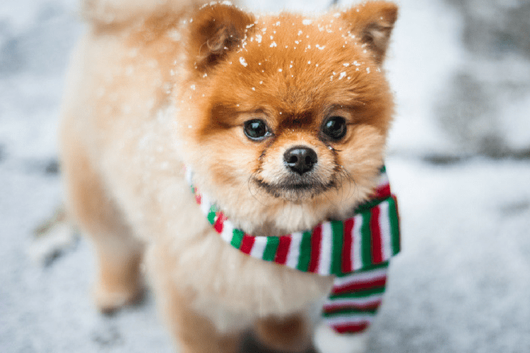 Puppy in the Snow