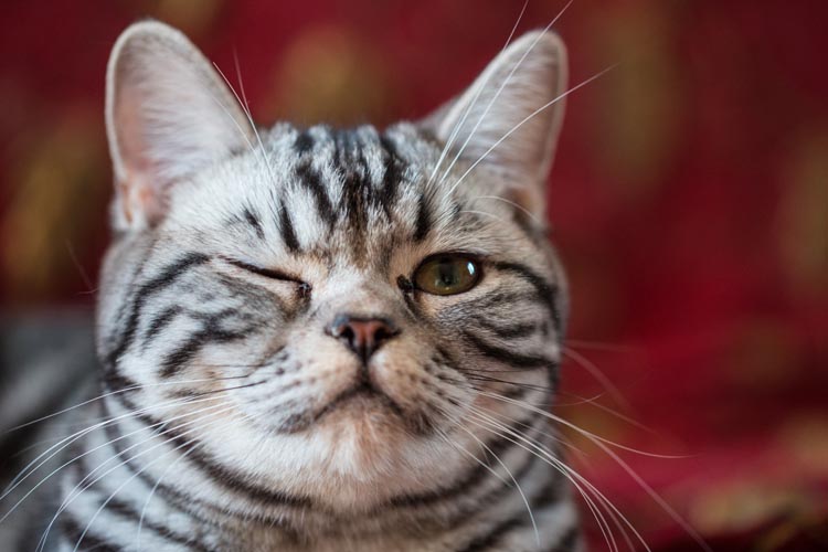 Why Do Cats Wink
