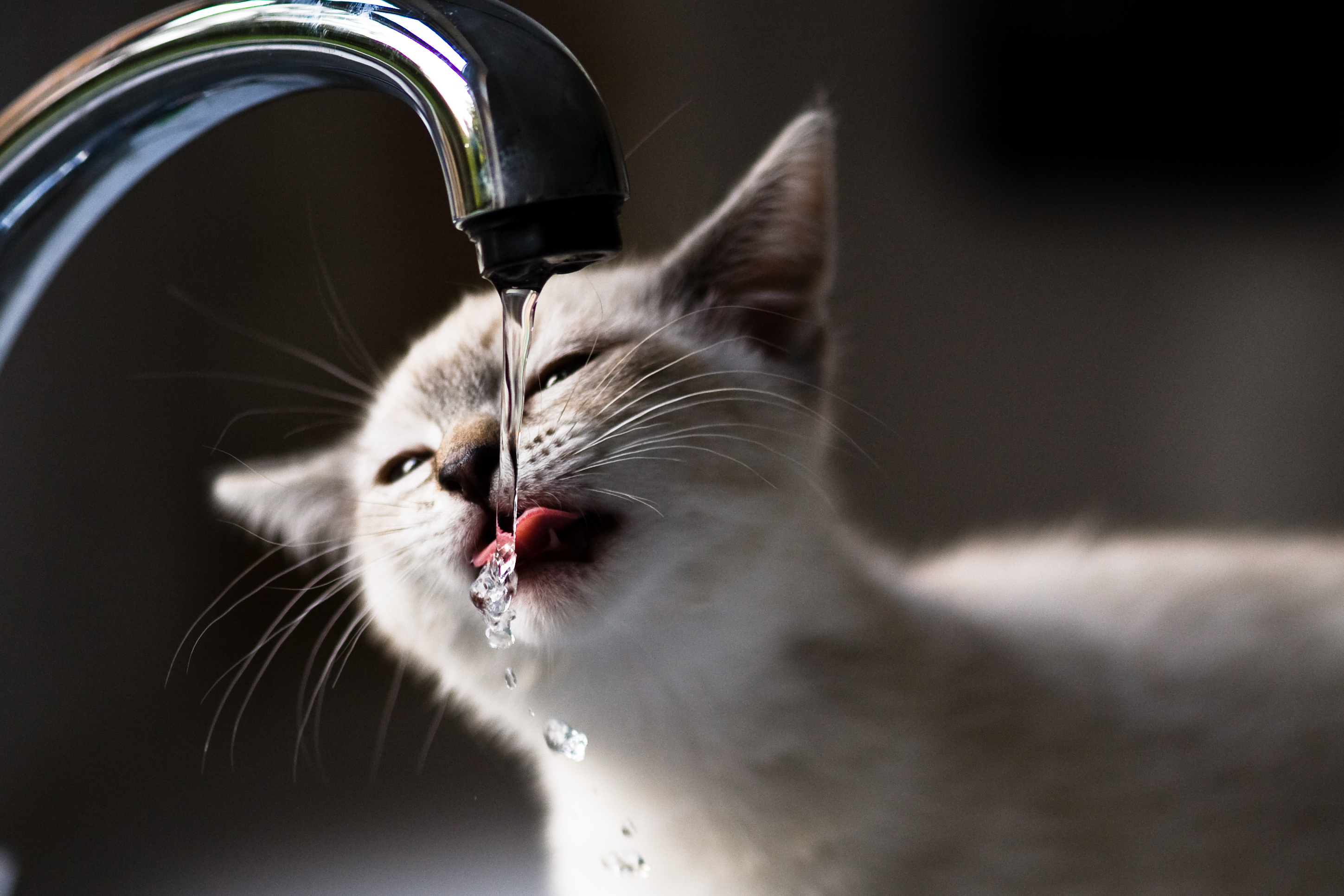 Кошка постоянно пьет. Котик пьет воду. Кошка пьет воду из под крана. Кот пьет из крана. Кошка под краном.