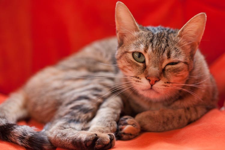 Winking Cat