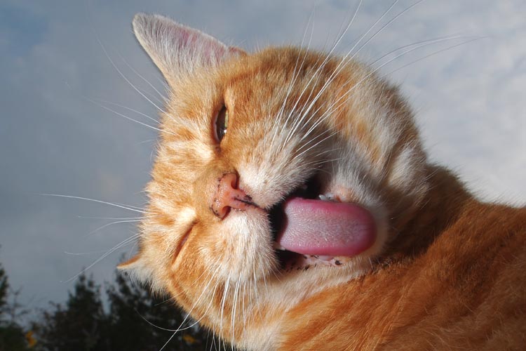 Winking Cats Meaning
