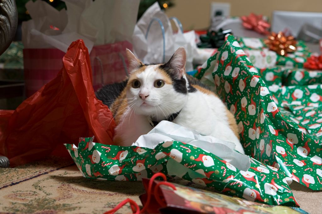 Wrapping Cat For Christmas V2