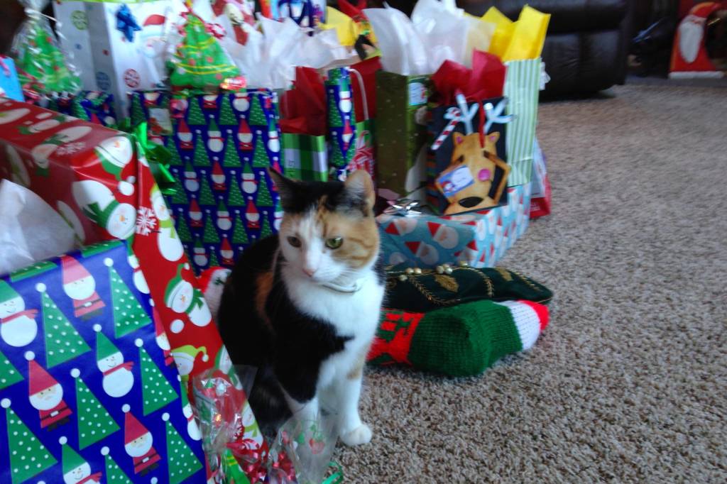 Wrapping The Cat For Christmas V2