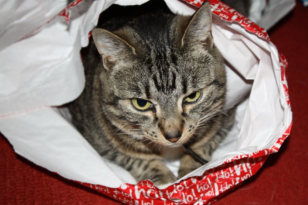 Wrapping Up A Cat For Christmas V2