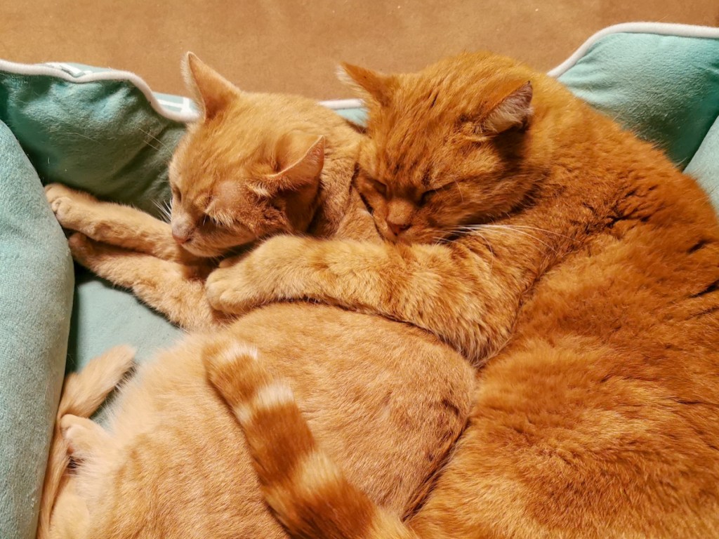 Two orange cats cuddling with tails wrapped around each other