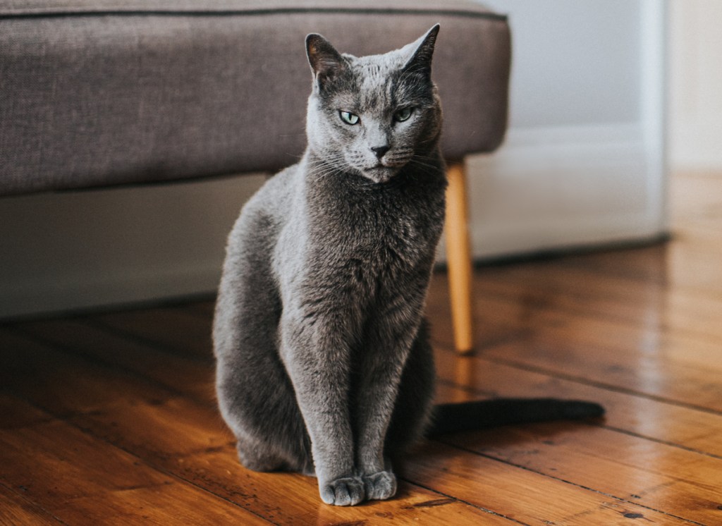 Gray cat sitting with tail low to the ground