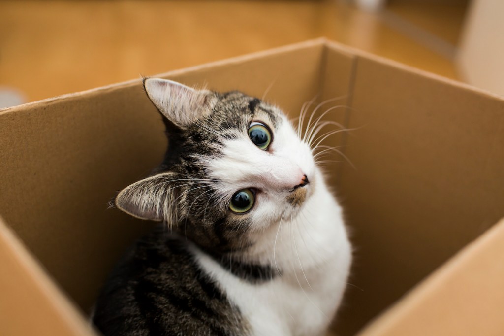 Cat with tilted head in box