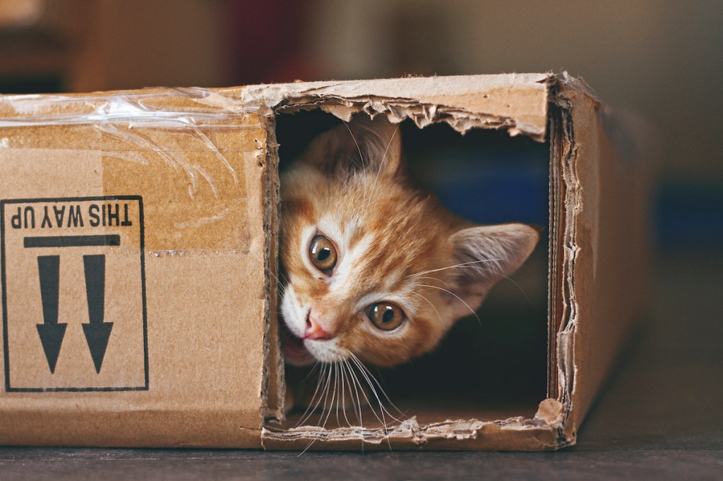 Ginger kitten playing with a cardboard box