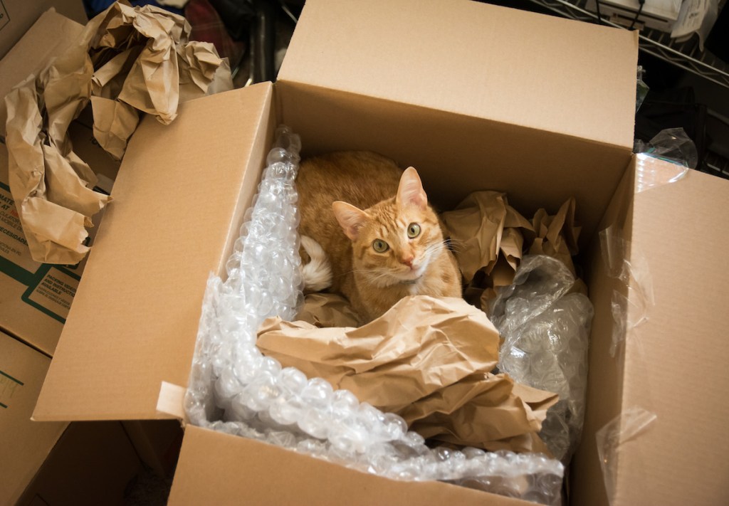 A cat in a moving box and surrounded by bubble wrap and packing paper looks up at the camera