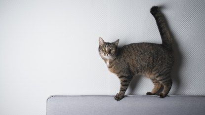 Cat standing on couch with tail sticking straight up
