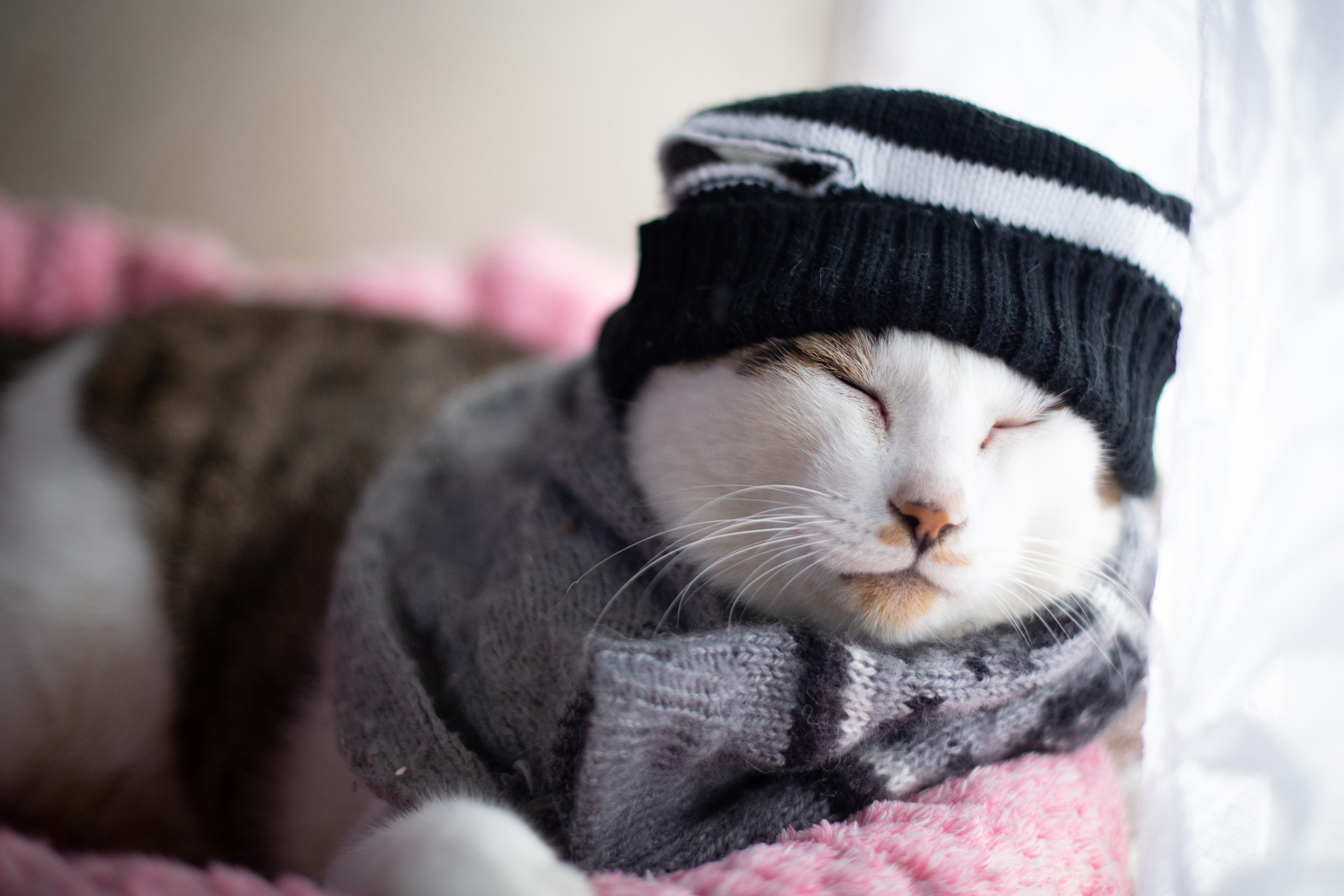 animals-in-winter-cat.jpg