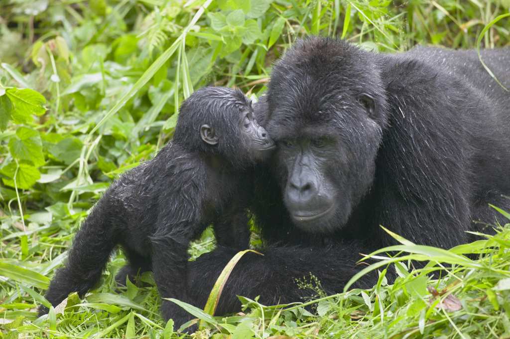 Best Animal Dads Gorillas