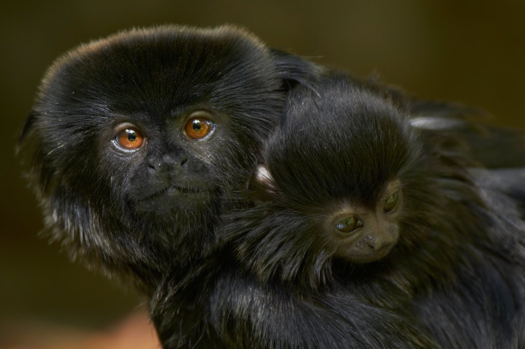 Best Animal Dads Marmosets
