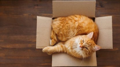 Orange cat in cardboard box