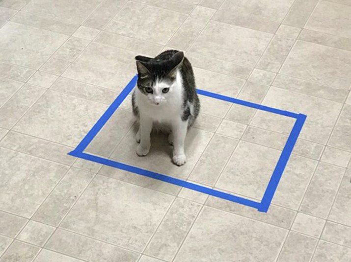 Cats in Squares Is the Purrfect Social Media Trend
