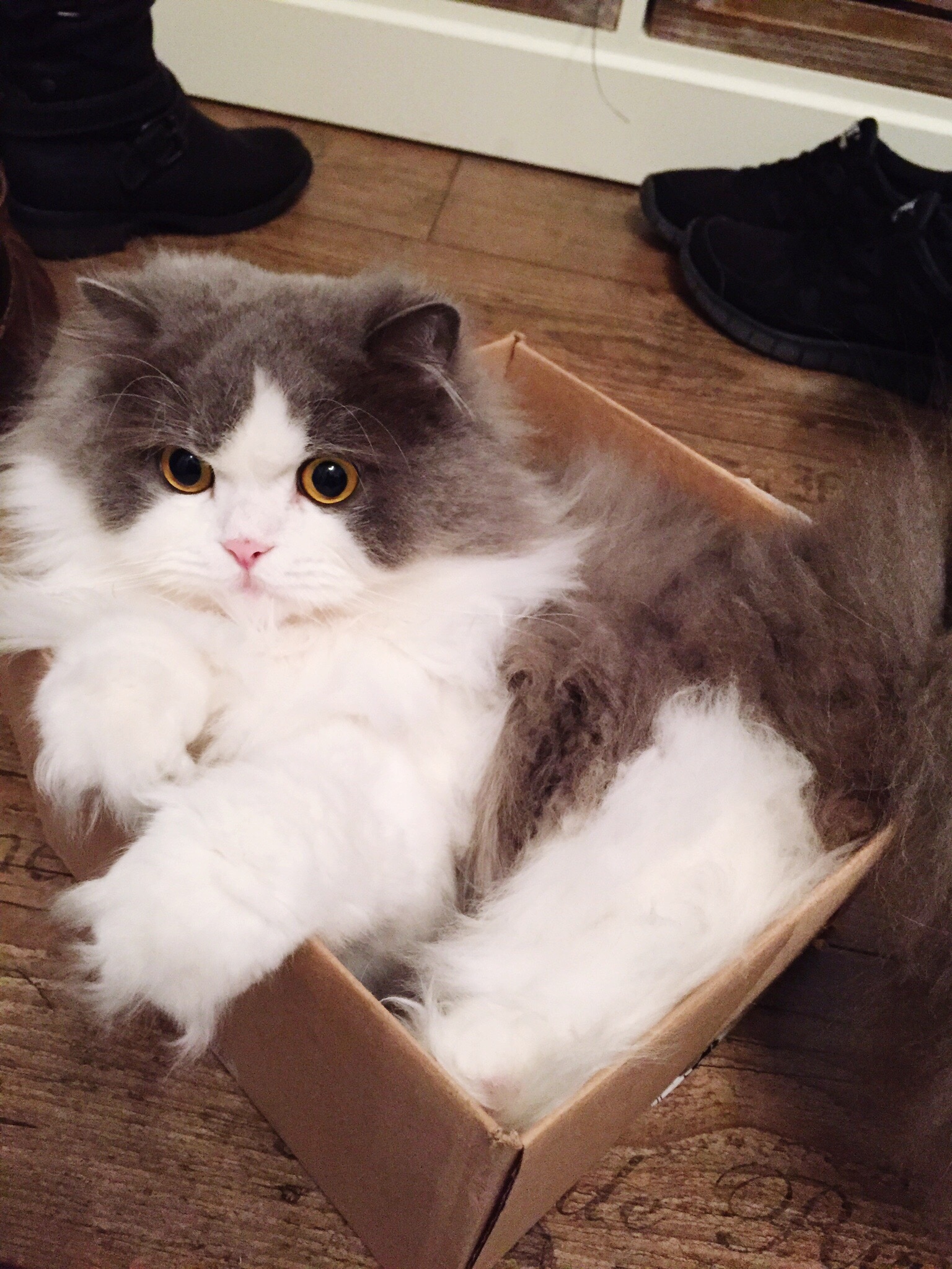 White and gray cat sitting in cardboard box.