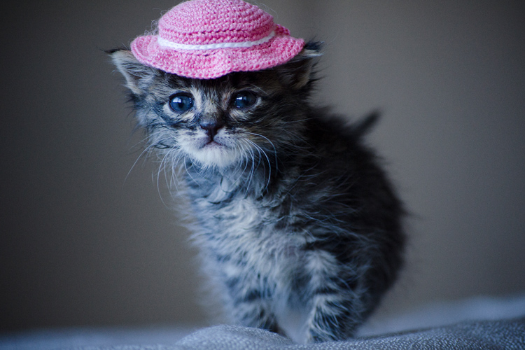 cats-wearing-hats.jpg