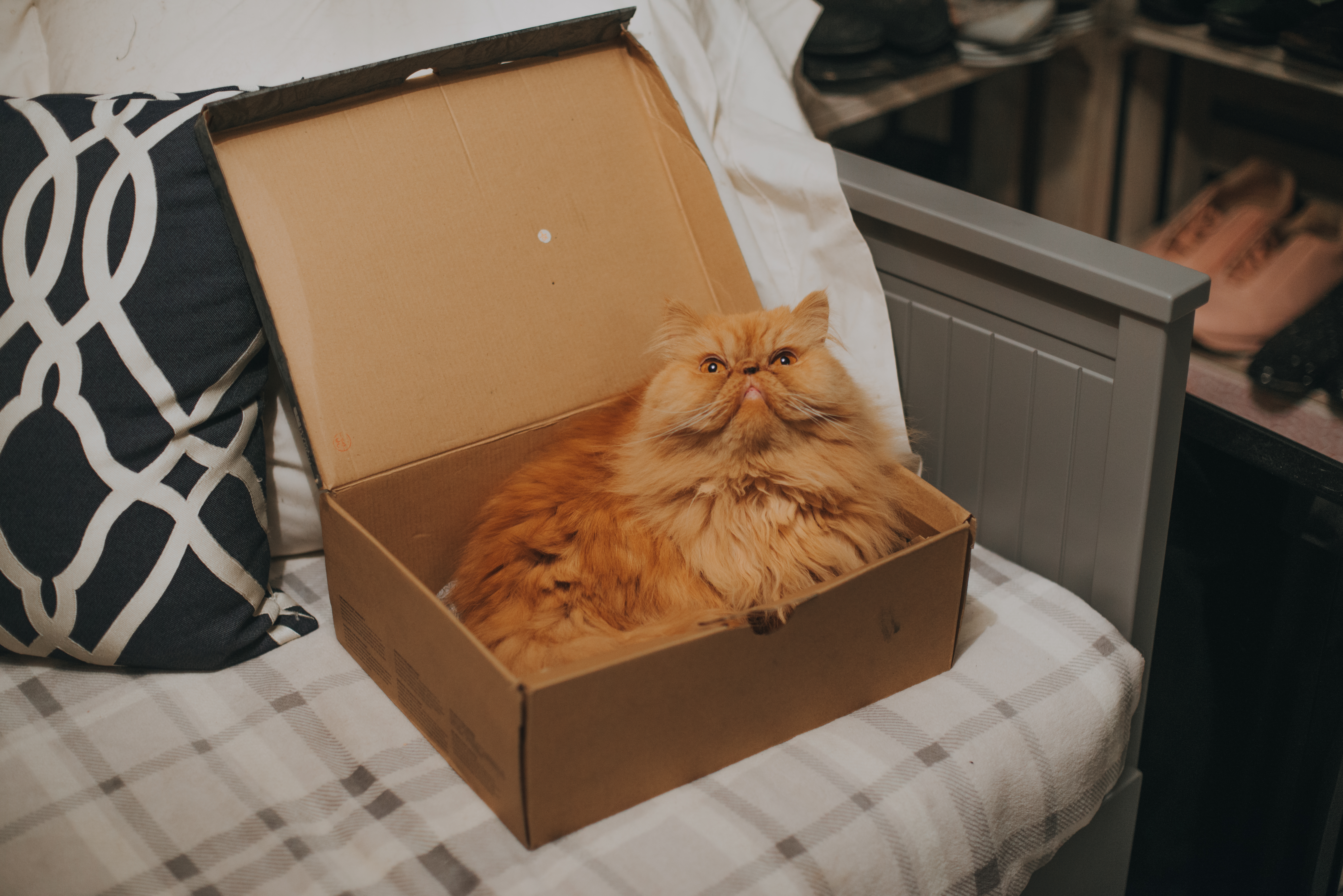 Orange cat sitting in cardboard box.