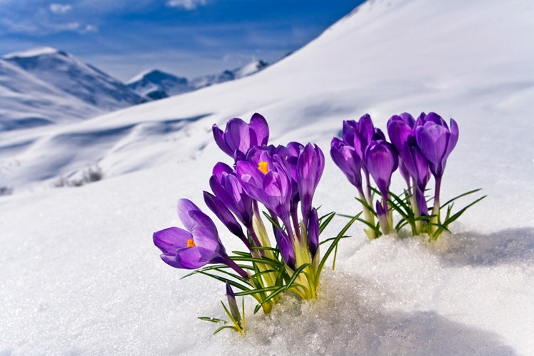 Image of Flowers with snow
