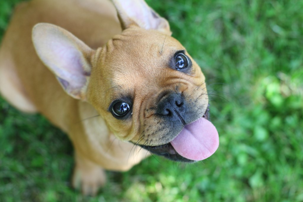french bulldog names