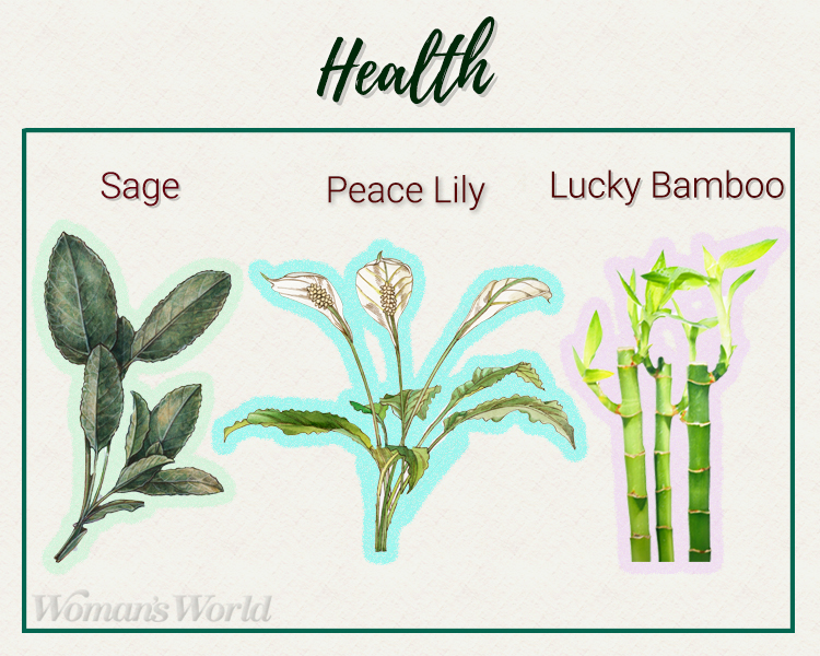 health plants