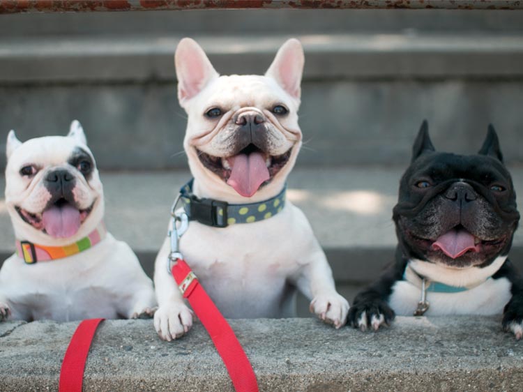 Most Popular Names for a French Bulldog