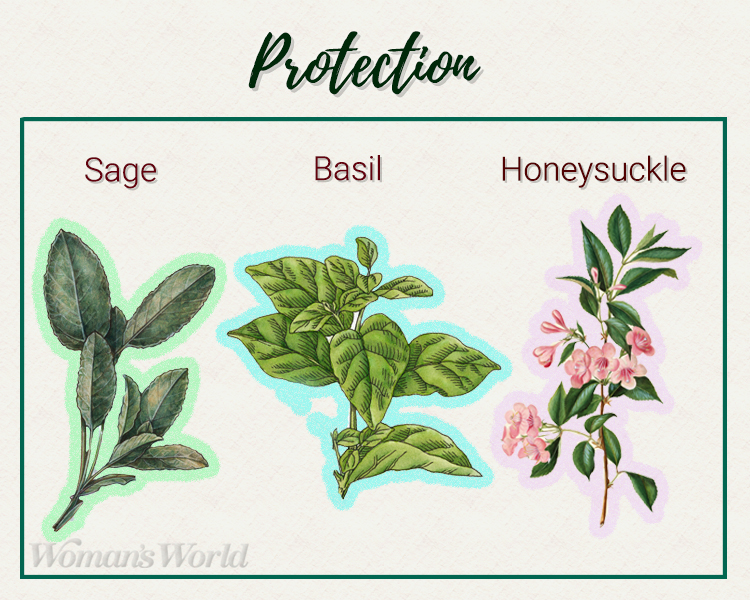 protection plants