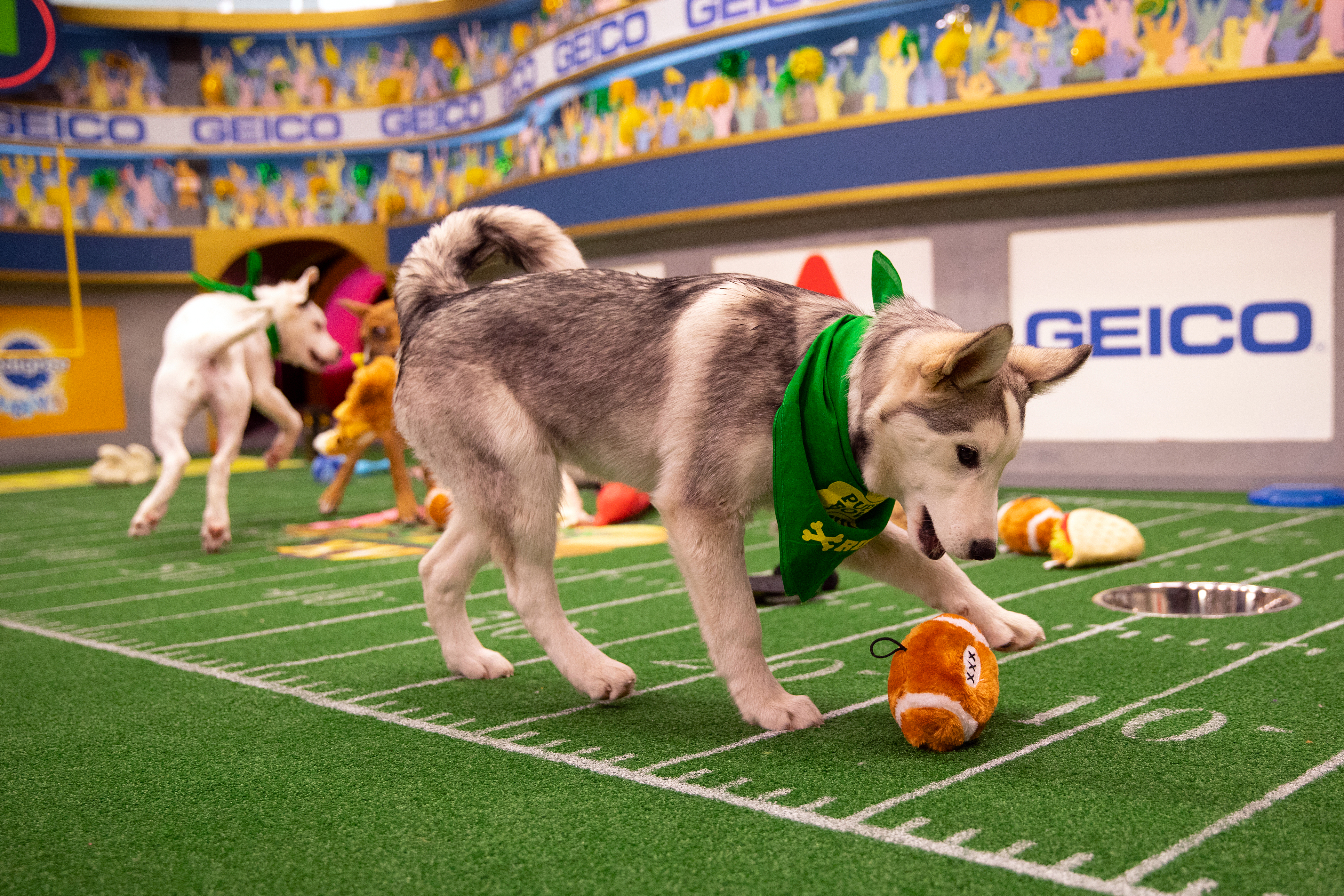 Husky puppy playing with toy football at 2019 Puppy Bowl