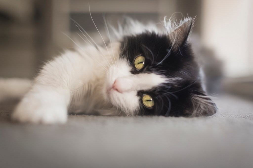 Close-up of tuxedo cat laying with head tilted to the side