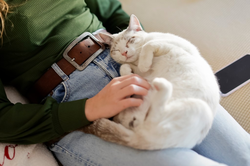 Cat sleeping on woman's lap