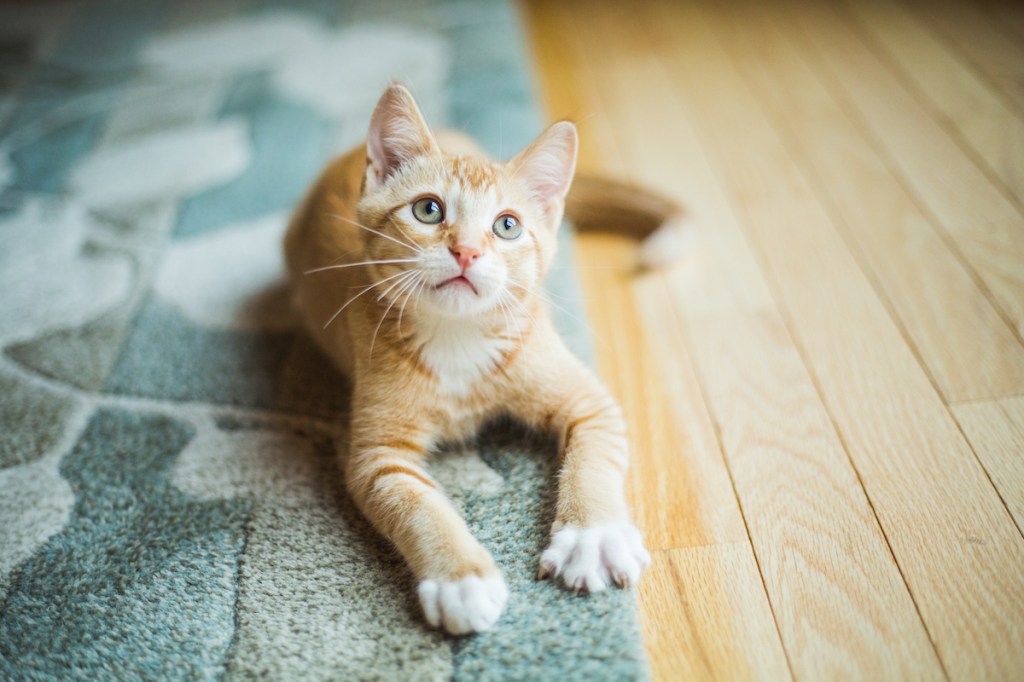 Orange kitten sitting on rug