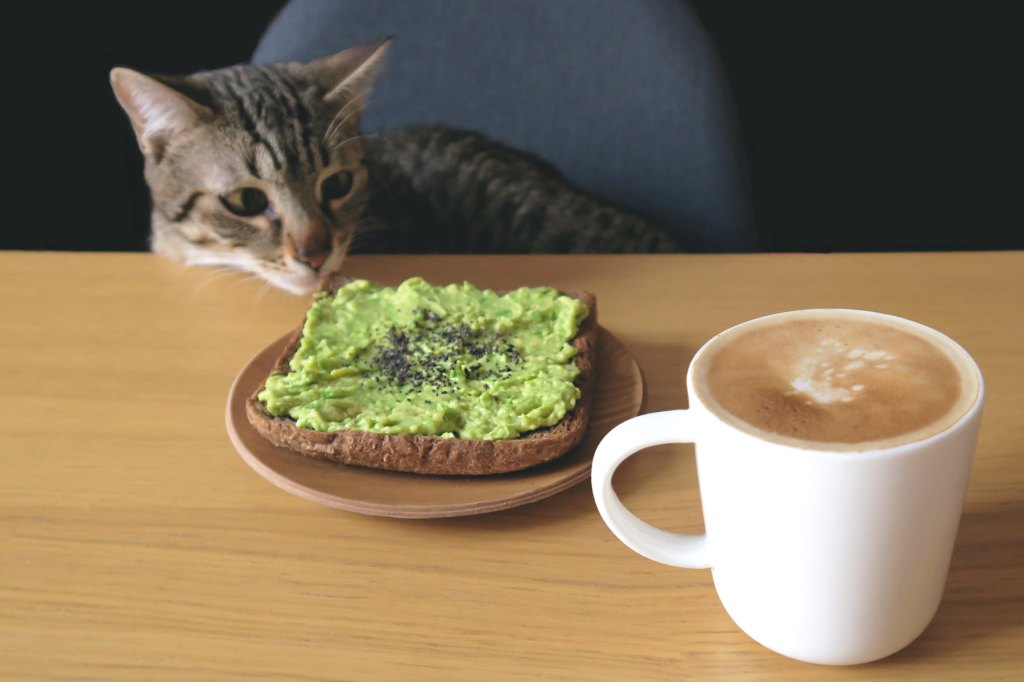 Can Cats Eat Avocado