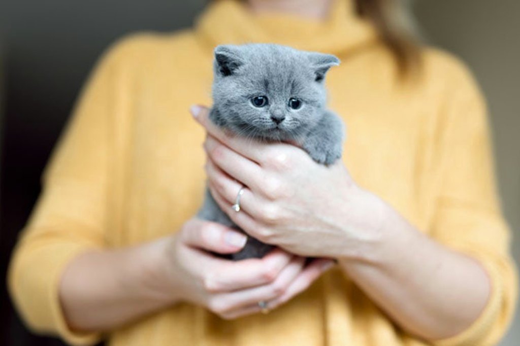 Can You Make Your Cat Sick