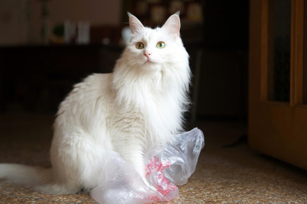 Cat Chewing Plastic Bag