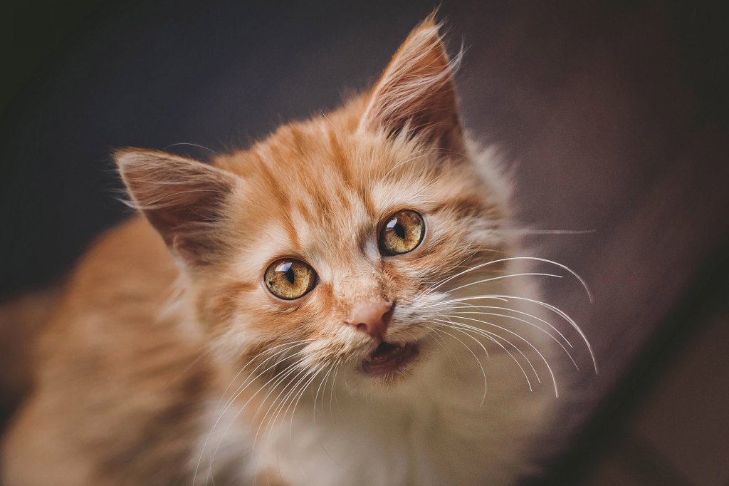 Cat Chirping