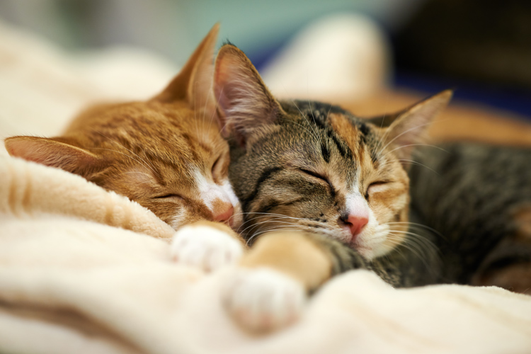 Cat Sleeping Positions