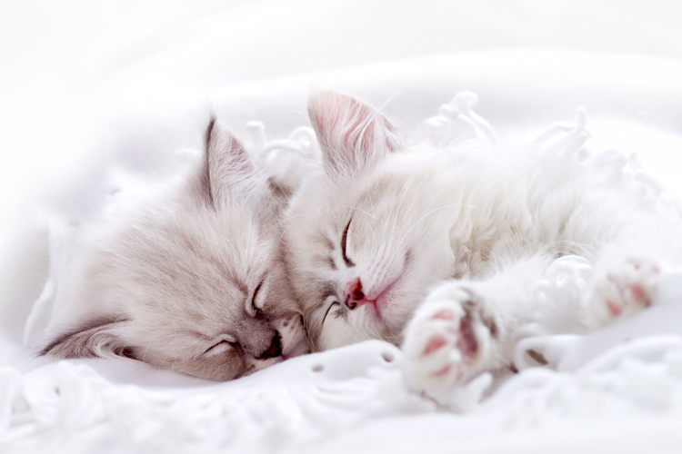 The Cutest Photos of Sleeping Cats