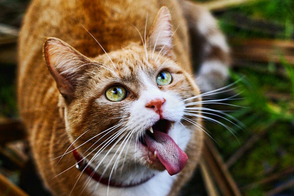 Cat Tongues