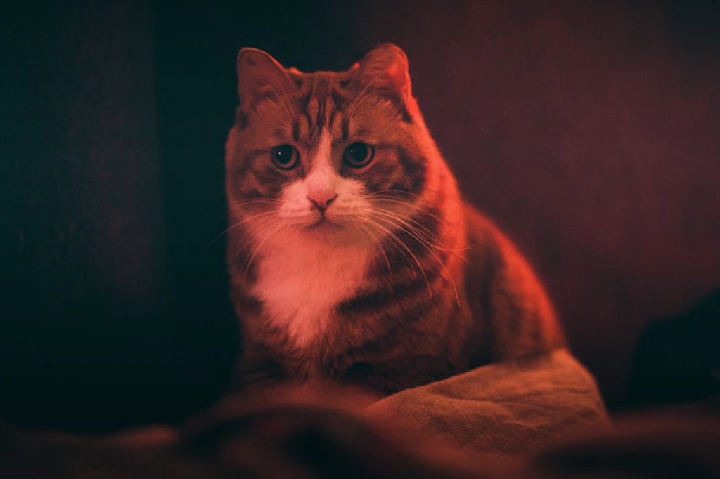 Cat Wont Sleep At Night