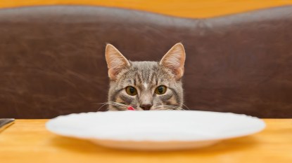 Hungry cat sitting at table with an empty plate in front of her, begging to eat bacon