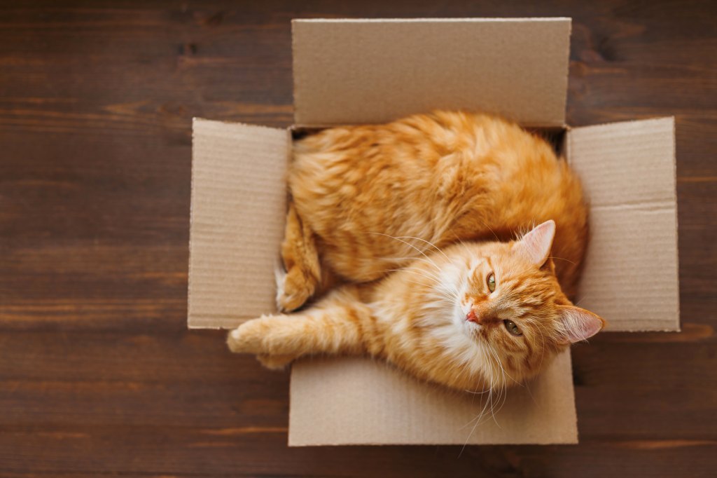Cats In Small Spaces