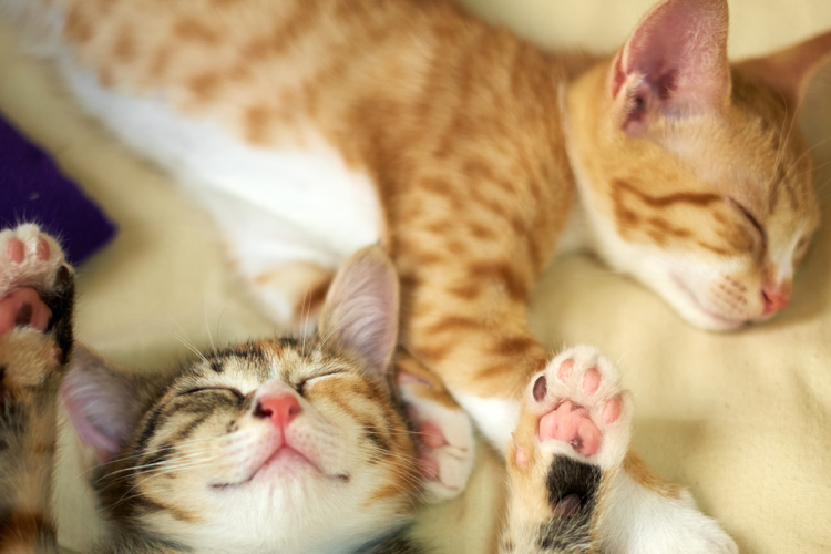 Cats Sleeping On Bed